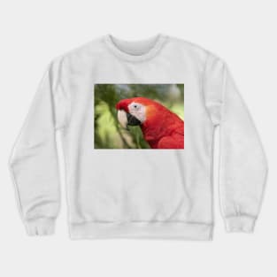 Scarlet Macaw - Costa Rica Crewneck Sweatshirt